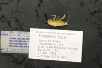 Image of Procambarus fallax